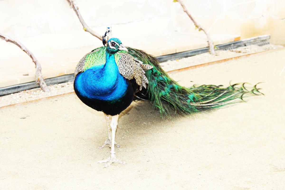 Elegant peafowl