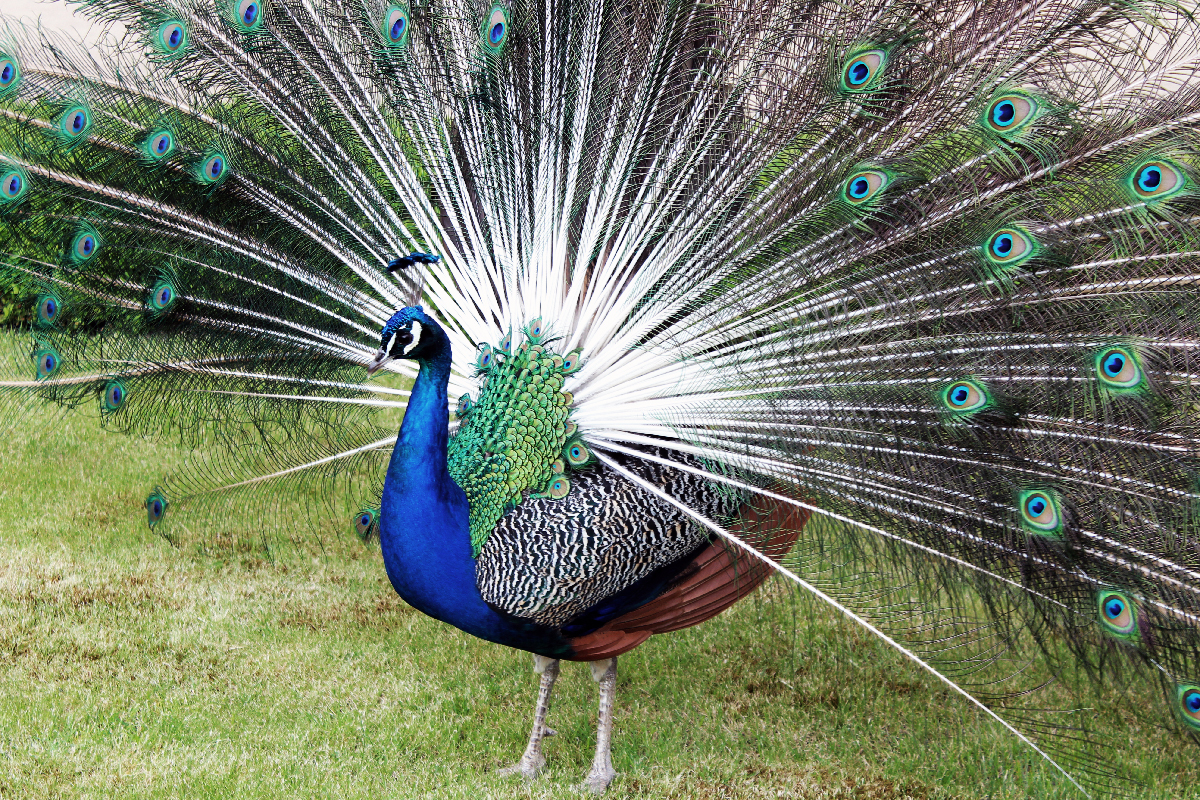 Peafowl power in Prague