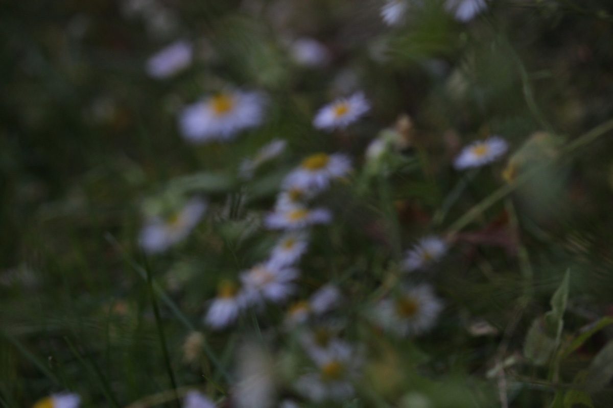 Green meadow sprinkled with daisies