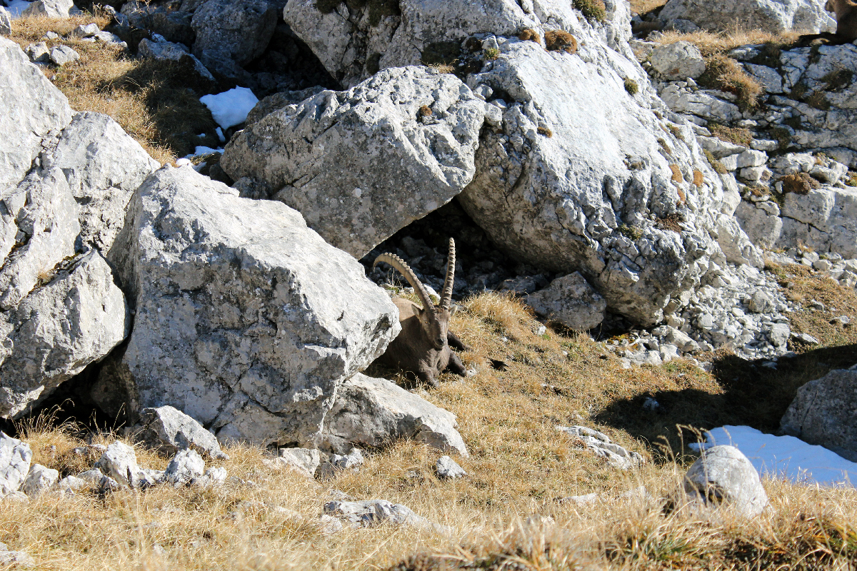 Deer watching in Austria - Griesmauer