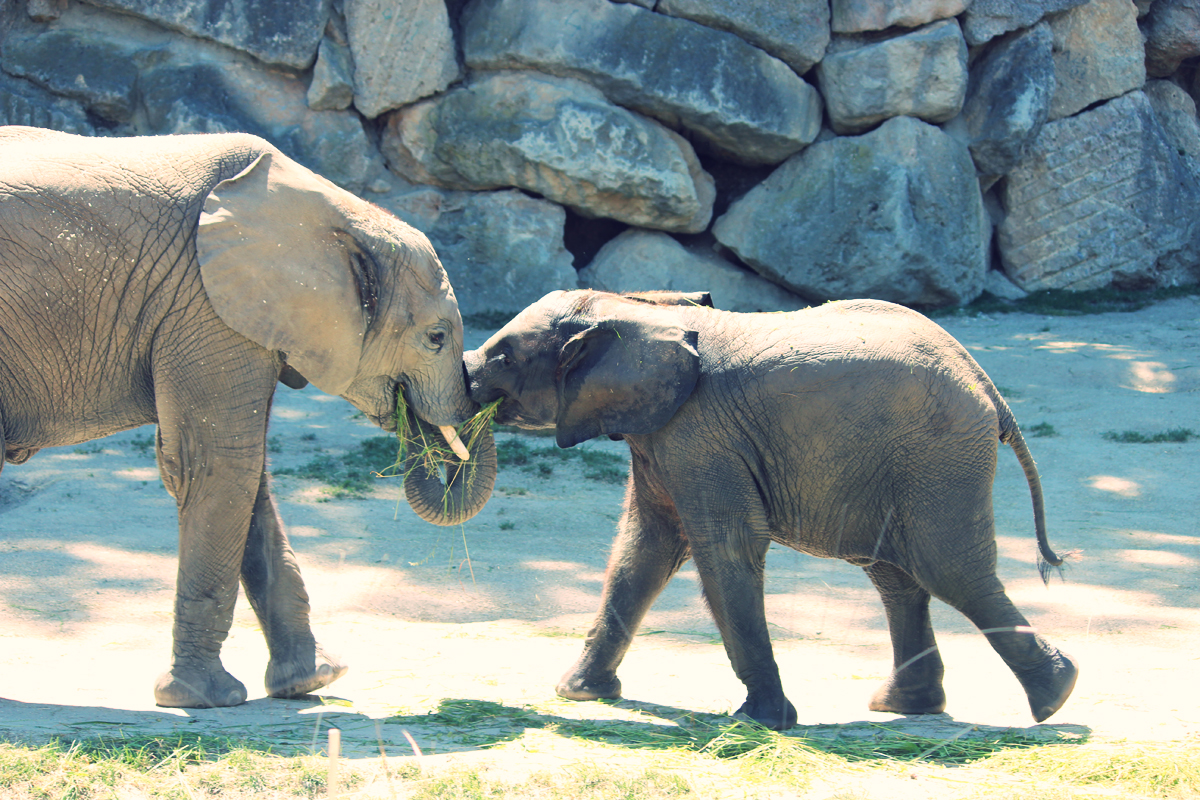 Elephants in Schoenbrunn