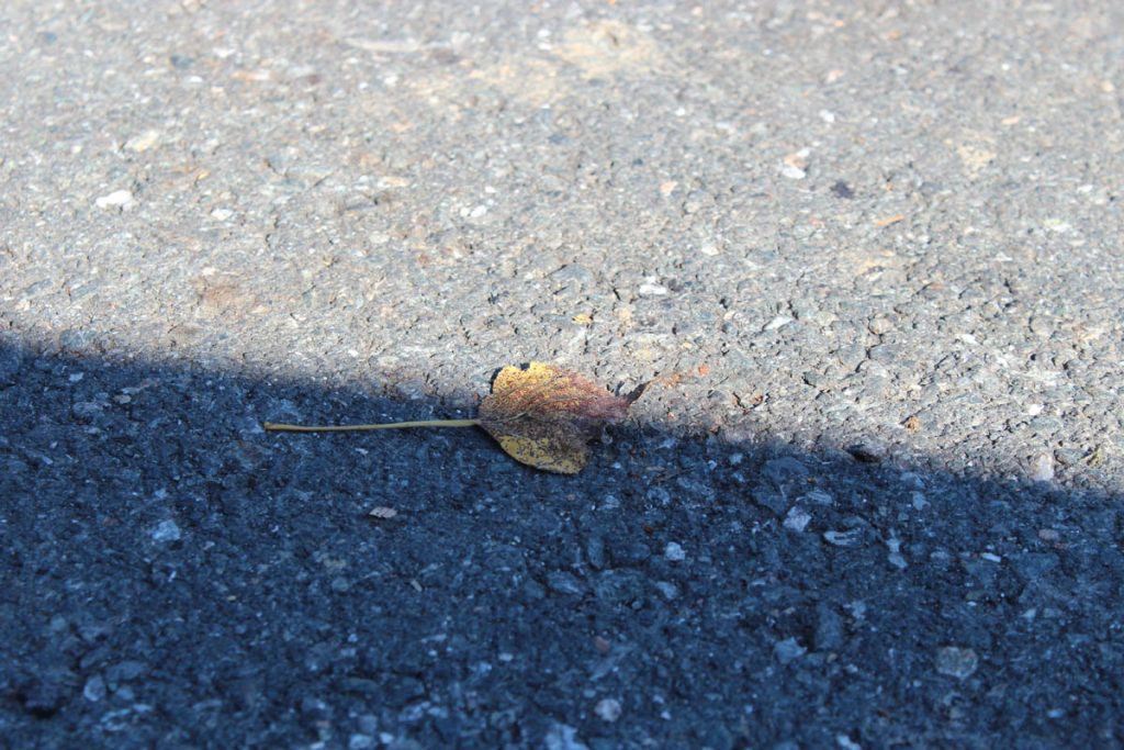 Leaf on the ground