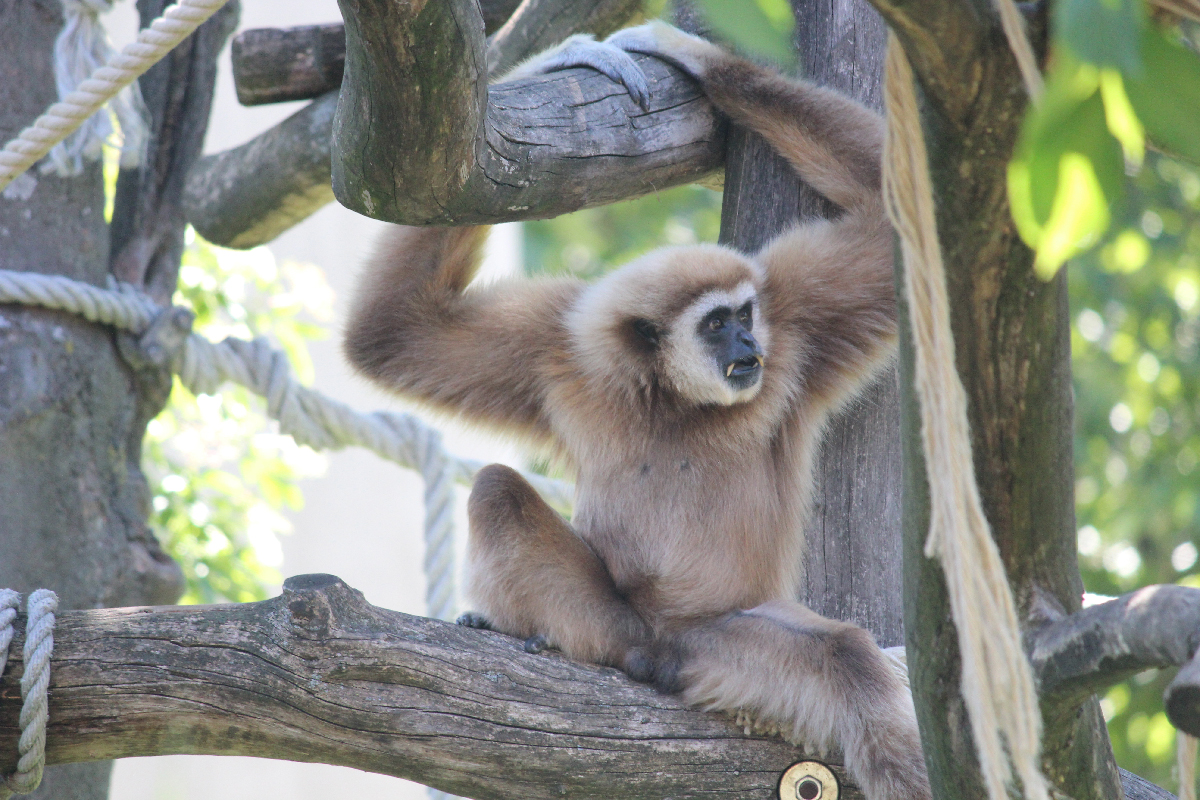 Monkey in the tree