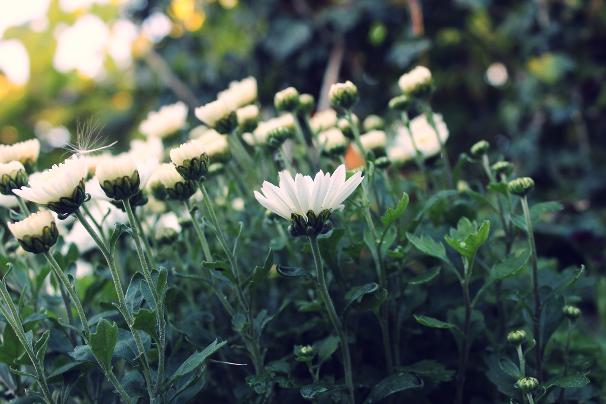 Flowers kissed by the sun