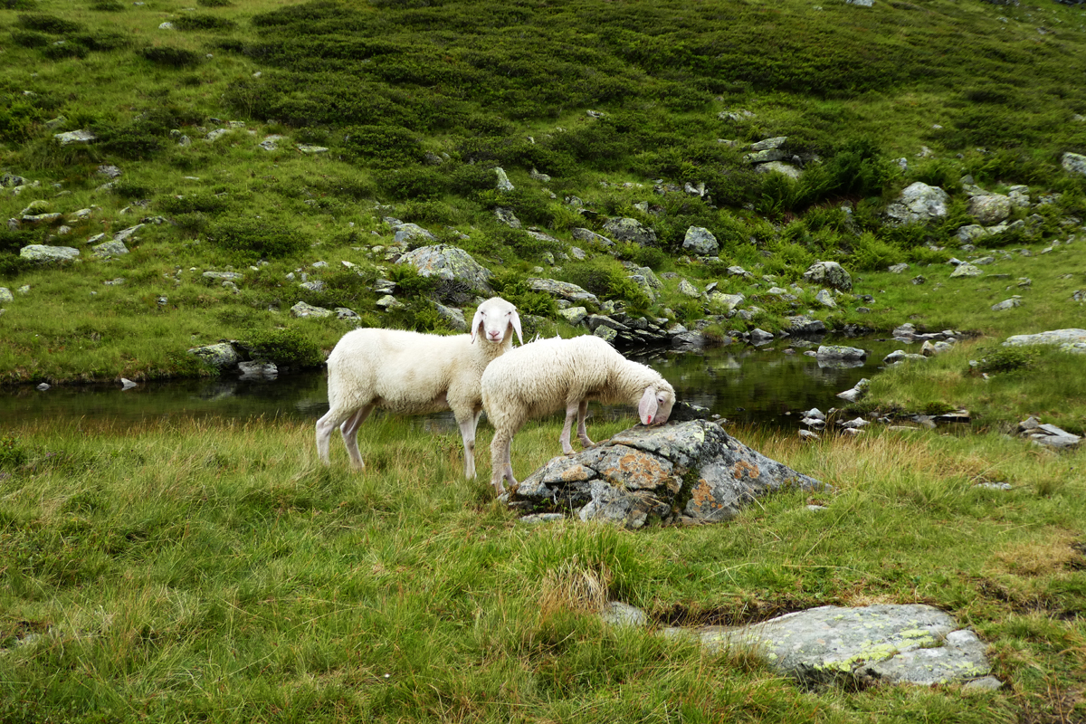 Wooly friends in Austria