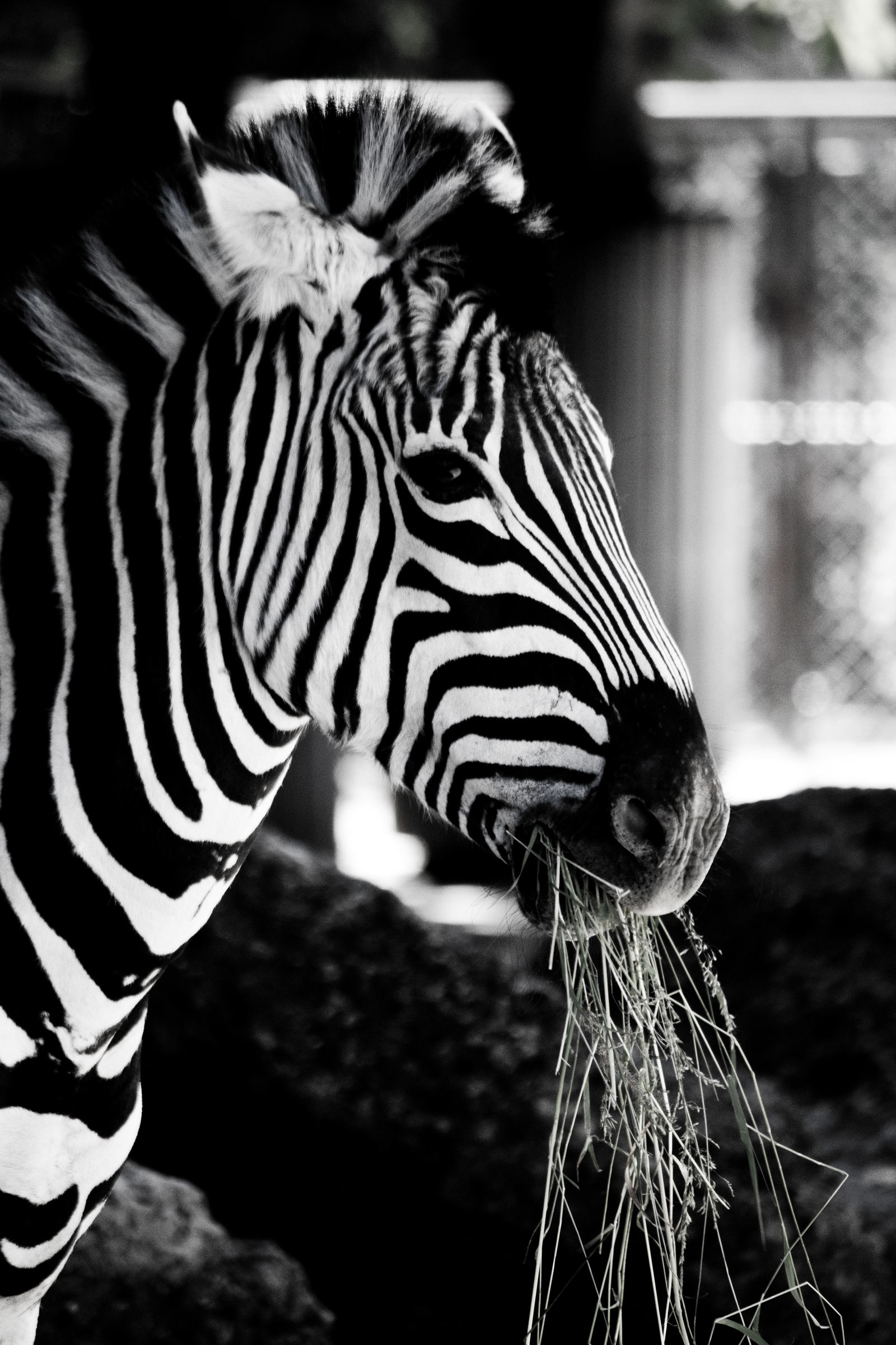 Zebra love black & white