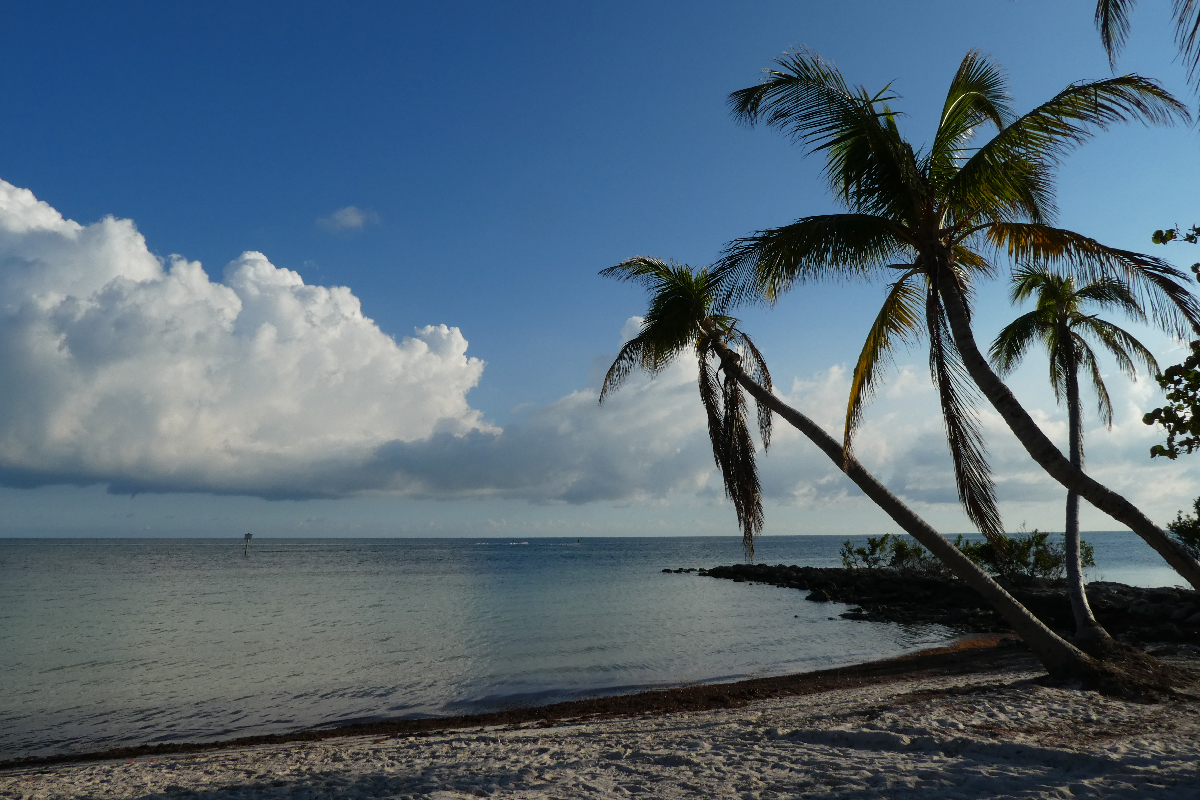 Palm trees at Key West beach