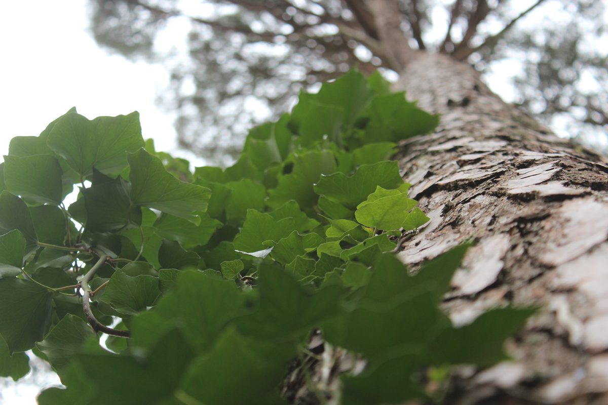 Close-up view of tree