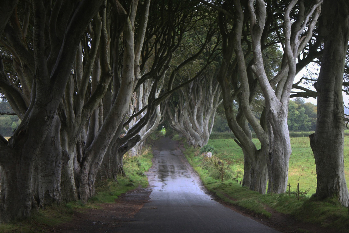 Dark hedges in Ireland - Game of Thrones