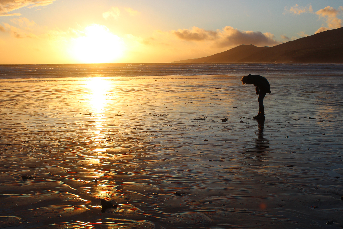 Shells in Ireland