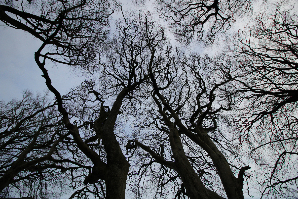 Trees in the sky