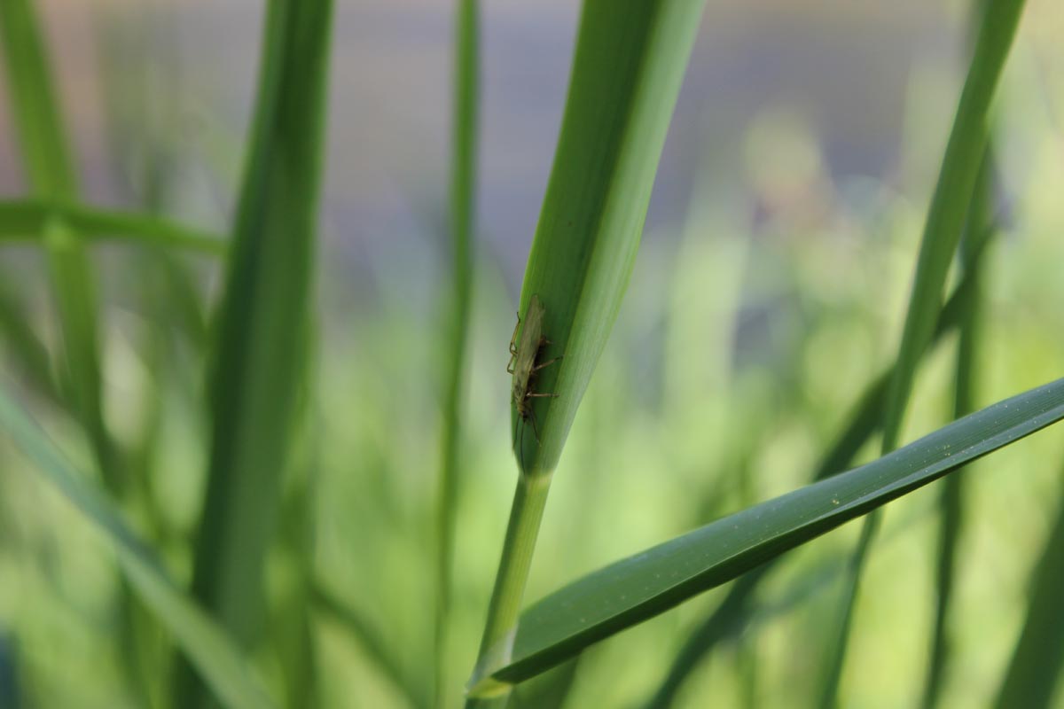 Bug in nature