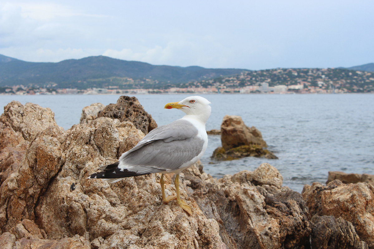 Seagull in St.Tropez