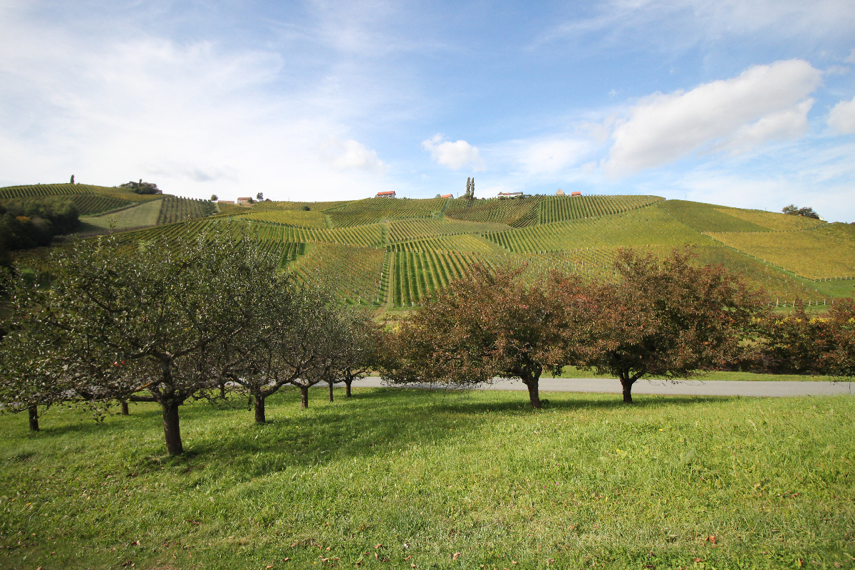 Wine road in Southern Styria