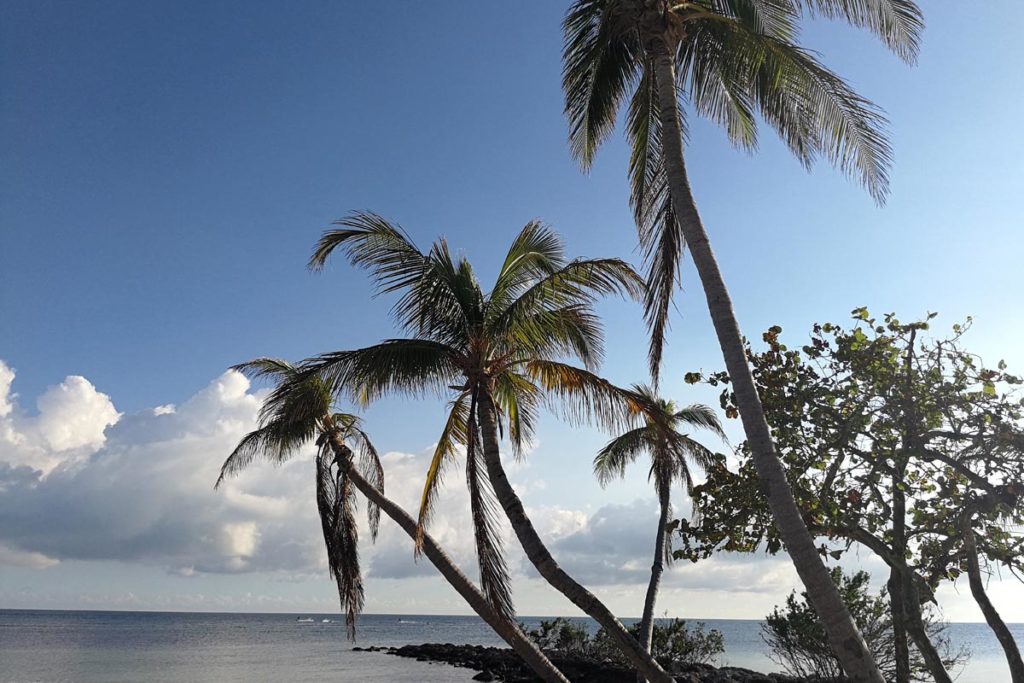 Palm trees Key West