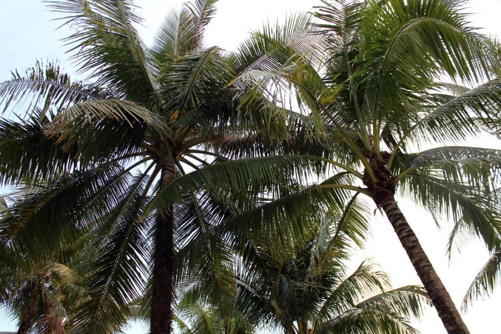 Palms in Krabi