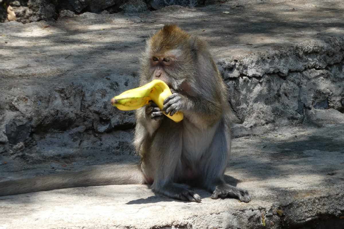 Monkey eating banana