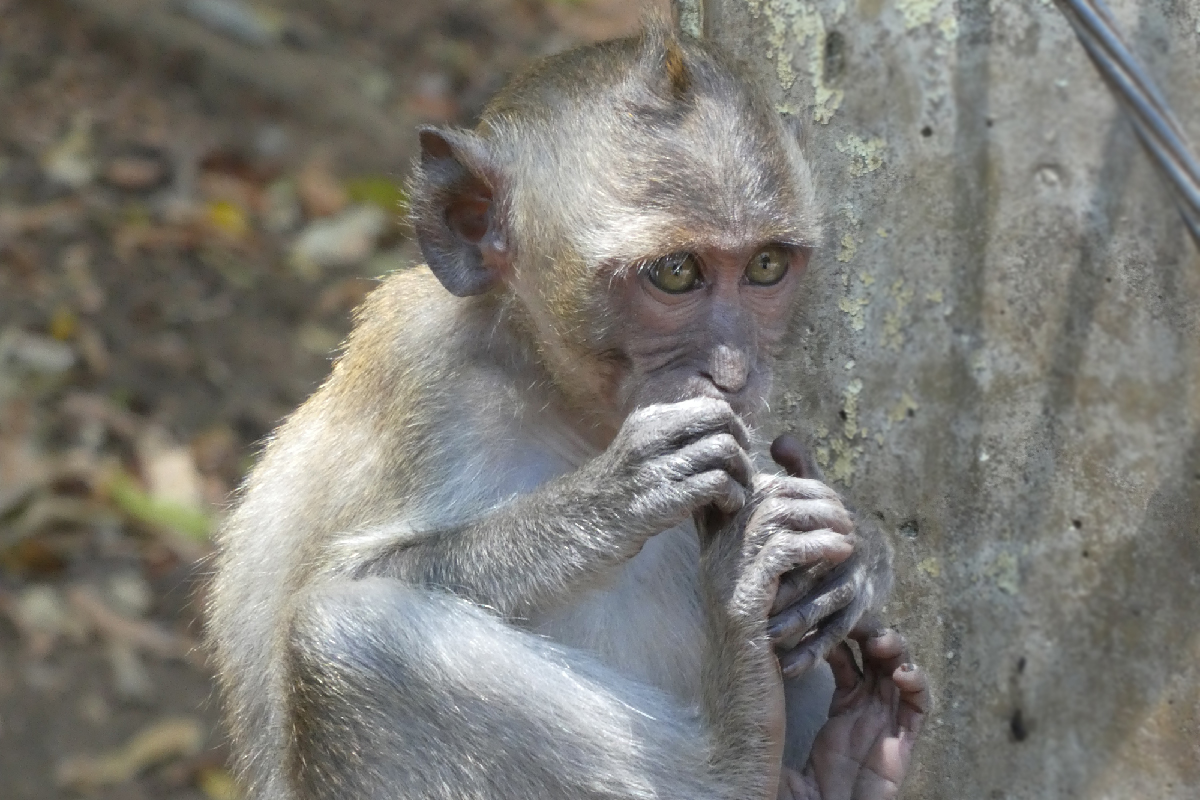 Monkey baby eating