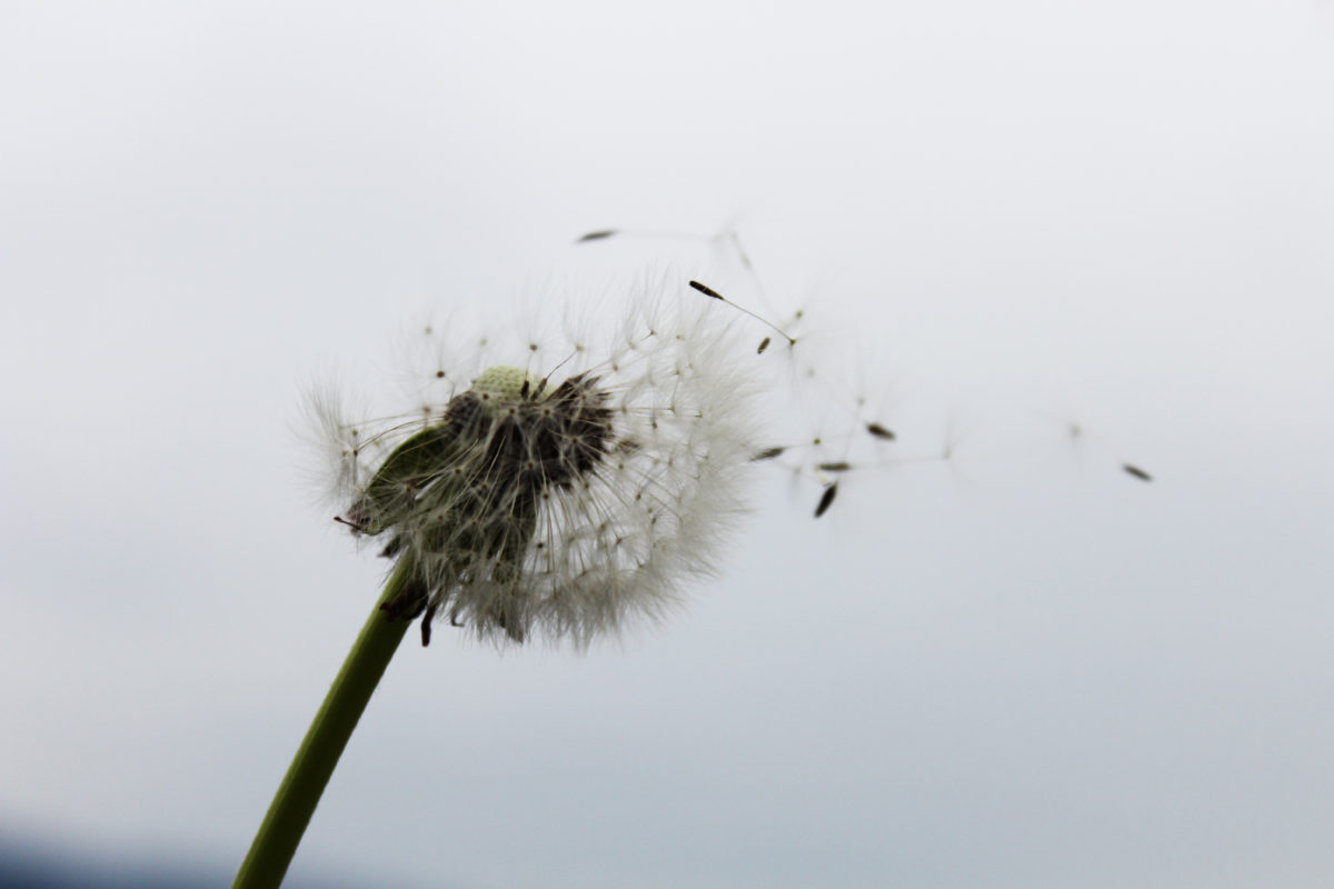 Dandelion turned into a blowball