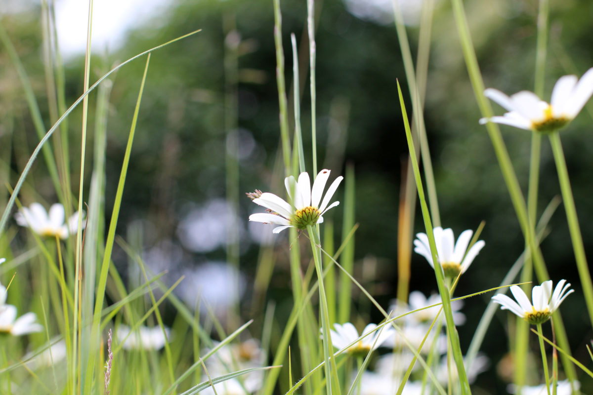 Field of flowers