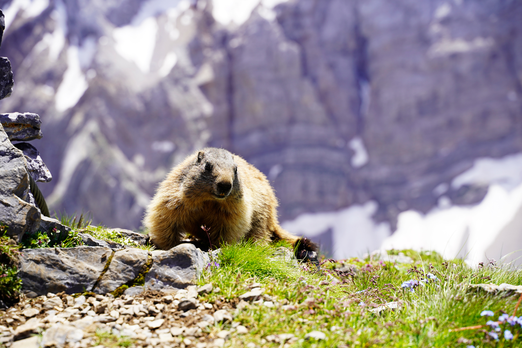 Marmot Valentinalm