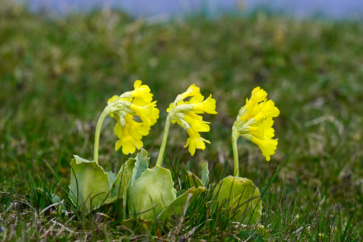 Three yellow flowers