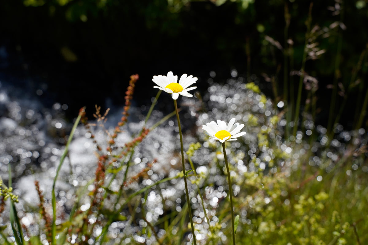 Flowers in Pitztal