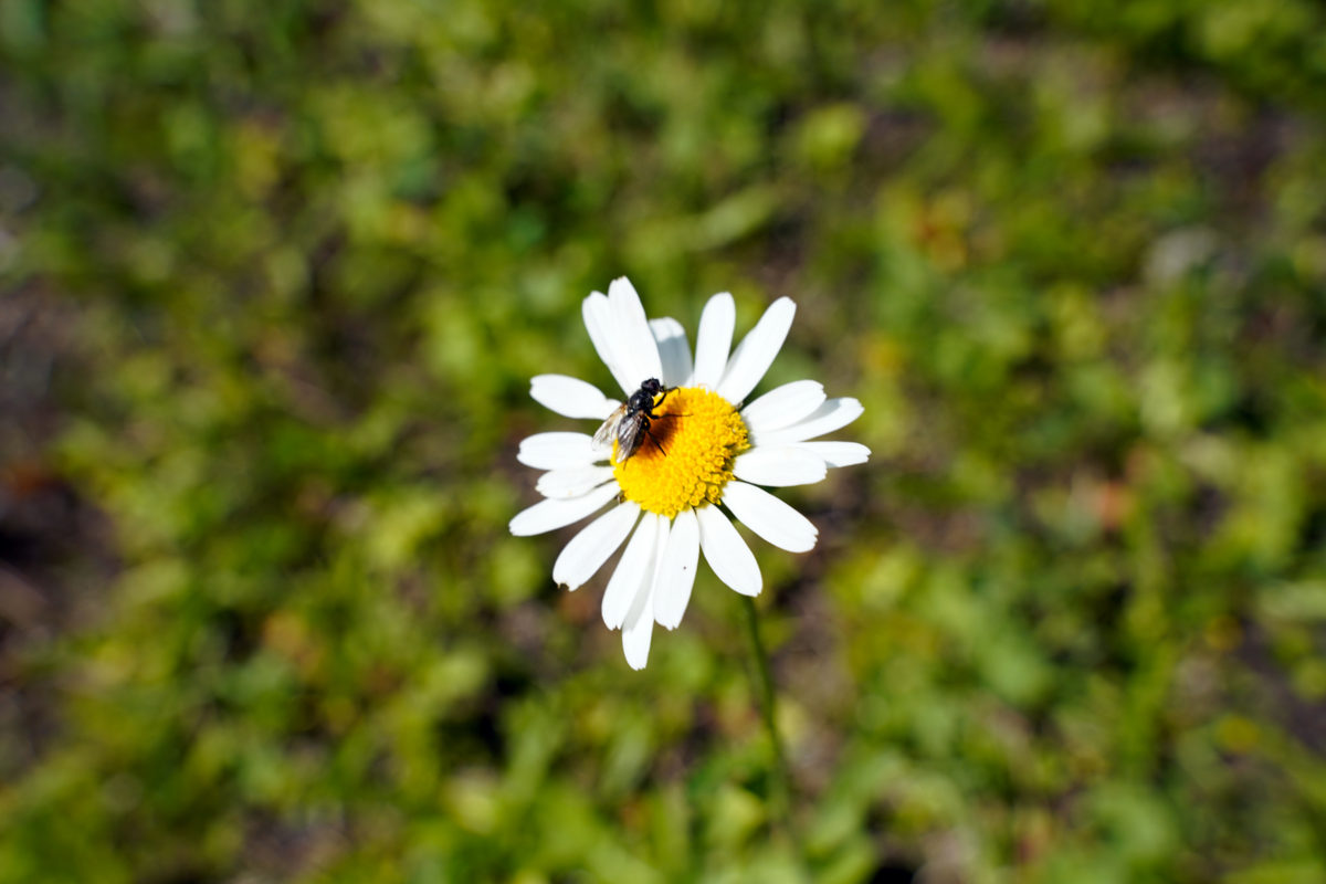 Flower with a fly