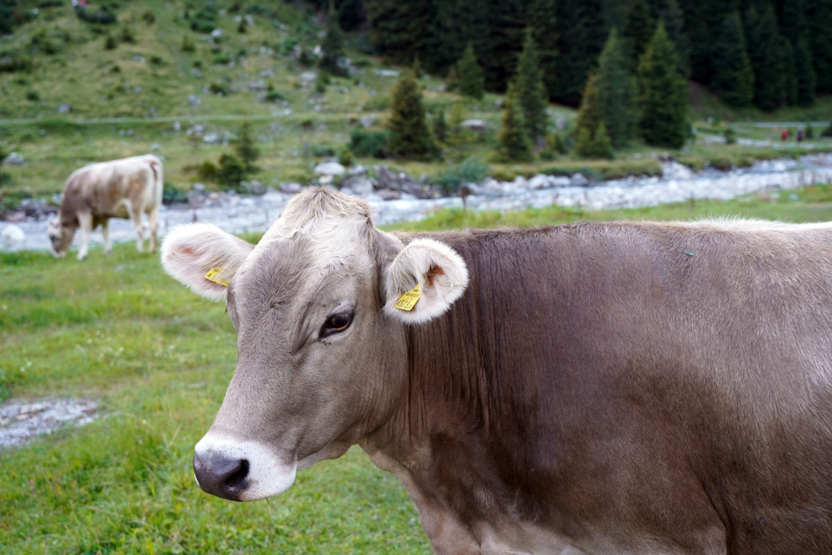 Brown cow in Pitztal