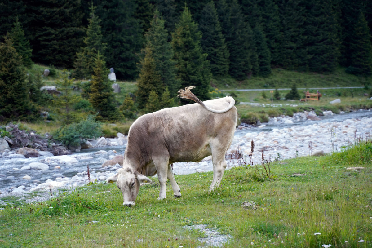 Brown cow in Pitztal