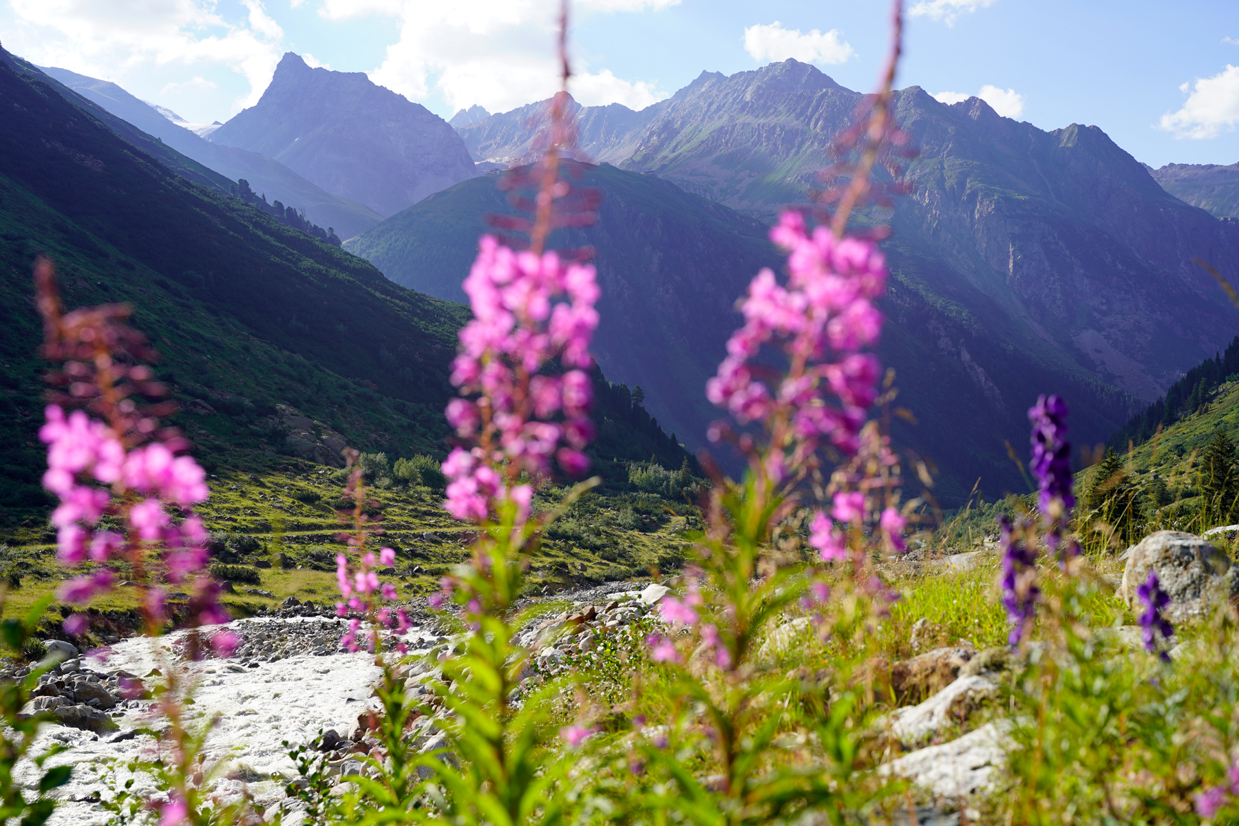 Mountain flowers