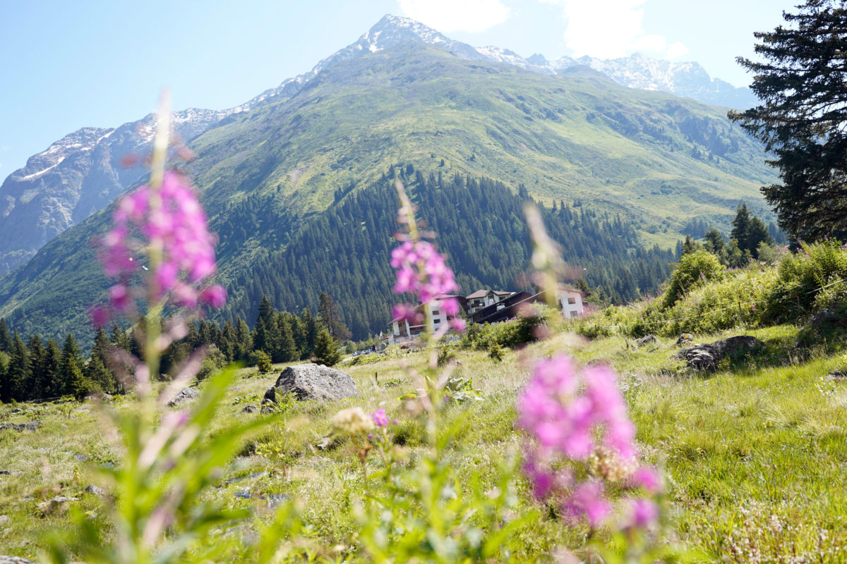 Mountain flowers