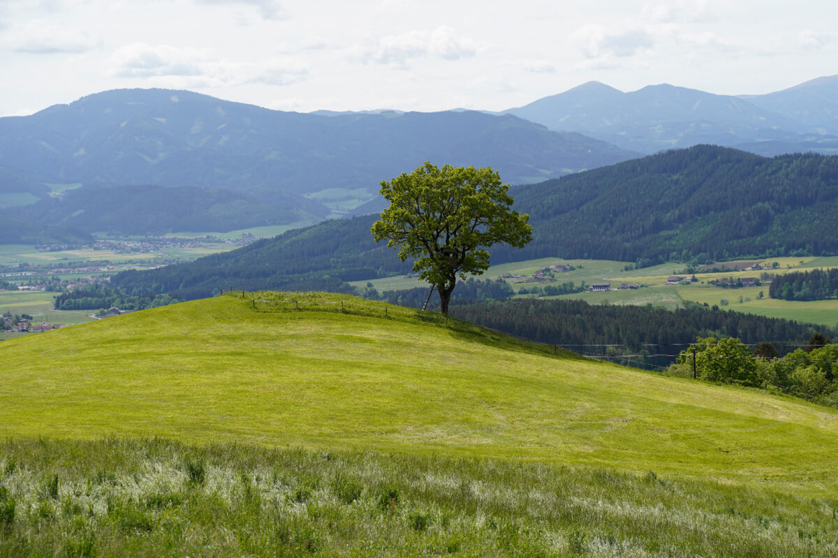 Lonely tree