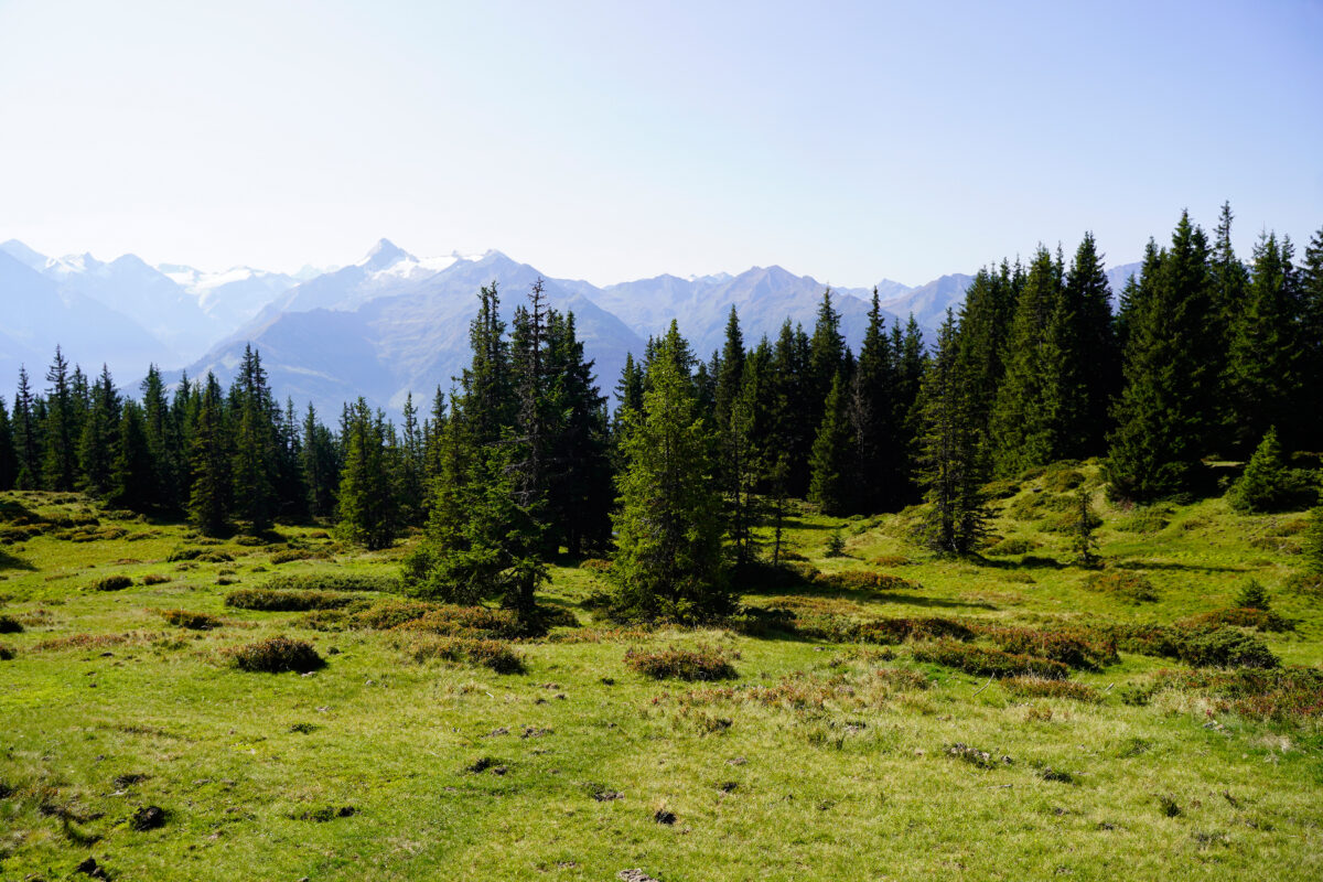 Schmittenhoehe forest